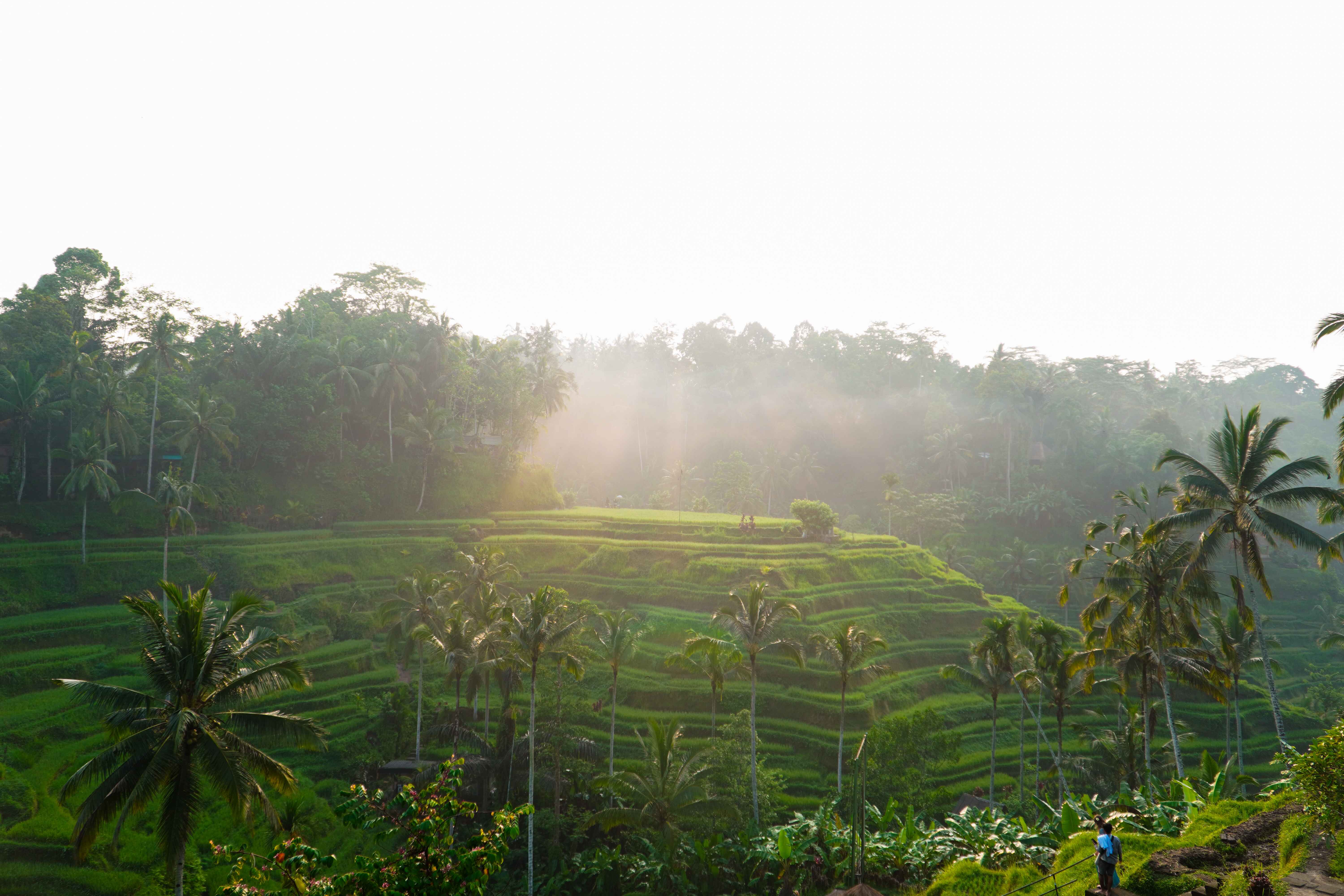 Tegallalang Rice Terrace